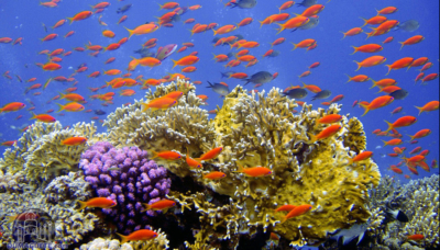 フィリピン ドゥマゲテ