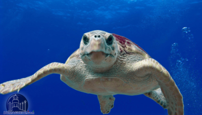 フィリピン ドゥマゲテ