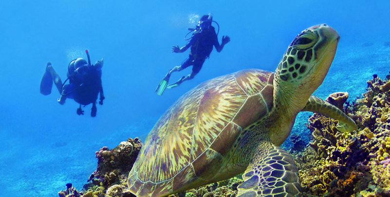 【セブ島】おすすめのダイビングスポットとショップまとめ