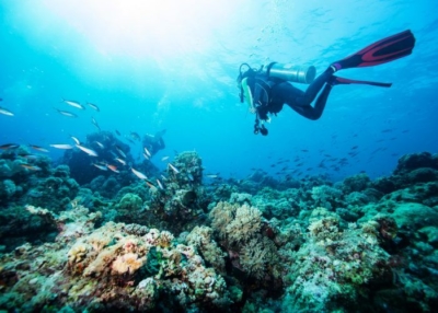 セブ島 ダイビング