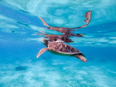 セブ島 シュノーケリング