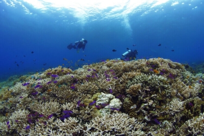 セブ島 ダイビング