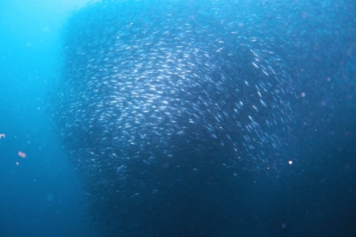 フィリピン 観光 おすすめ