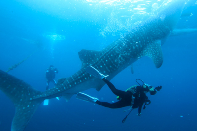 セブ島 ジンベイザメ