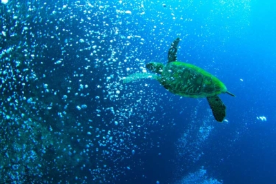 セブ島 ダイビング