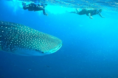 セブ島 シュノーケリング