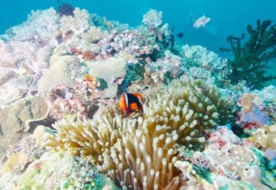 セブ島 シュノーケリング