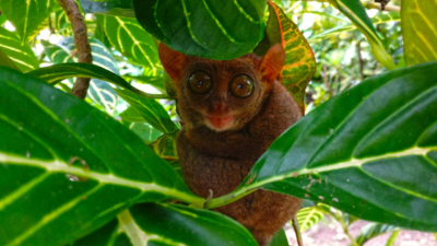 フィリピン 観光 おすすめ