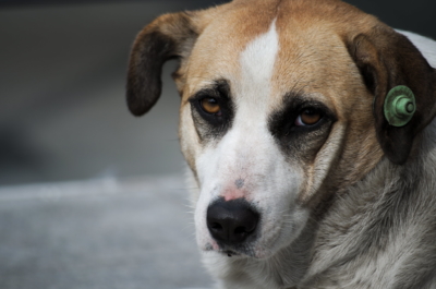 ベトナム 旅行 予防接種